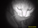 赤外線暗視撮影 猫